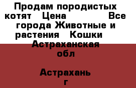 Продам породистых котят › Цена ­ 15 000 - Все города Животные и растения » Кошки   . Астраханская обл.,Астрахань г.